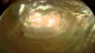 Golden South Sea Pearls