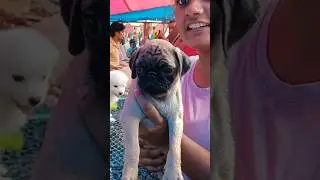 Only Rs.12.5K for very cute pug puppy at Kolkata dog market # Kolkata pet market # Galiff Street.