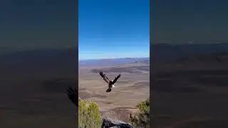 eagle attack rabbit baby.🔥🔥😳⏩