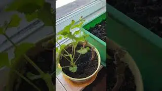 MOJE SADZONKI pelargonii (CCs)#pelargonie #sadzonkipelargonii #ogrodnictwo #własnekwiaty #ogr&oacute;dek