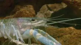 Krebse im Aquarium : Cherax Quadricarinatus Weibchen