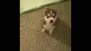 Remy Sit....... Speak!!!
