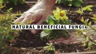 DYNOMYCO C- Premium Mycorrhizal Fungi for the Canadian Market