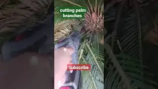 cutting palm branches