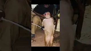 funny monkey 🐒😜😂 #funny #funnymonkey #shorts