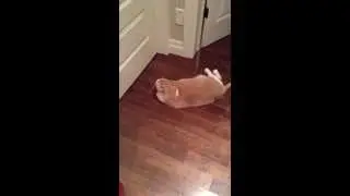 My cat is weird xd