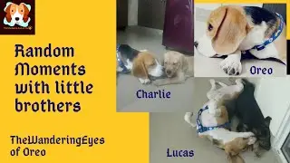 Random moments | Vlog - 10 | Oreo | Charlie | Lucas | Beagle | Pet vlogs