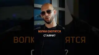 🟠ВОЛКИ ОХОТЯТСЯ СТАЯМИ?#cash#rich #бизнес #успех #success #деньги #охота #стая #волки #почему #жизнь