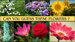 Guess the FLOWER | How many can you guess correctly?? GUESS THE FLOWER QUIZ | Learn all the flowers!