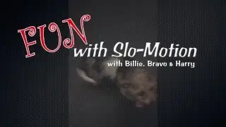 Fun with Slo-Motion 1:  Billie, Bravo & Harry