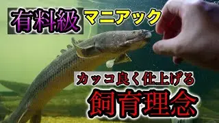 『有料級』ガチマニアック　ポリプテルスの顔くずれ対策のポイント　飼育理論　わいるどもん