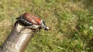 Восточный майский жук Melolontha hippocastani