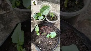 HASIL TANAM BROKOLI DARI TUNAS AIR