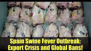 Spain Swine Fever Outbreak: Export Crisis and Global Bans!