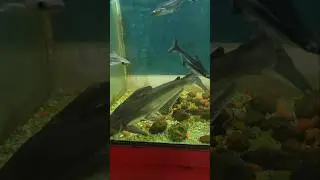Tiger Shark in Zoo Caught on Camera 🦈📸 | Nature's Trail | #shorts #nature #zoo #shark