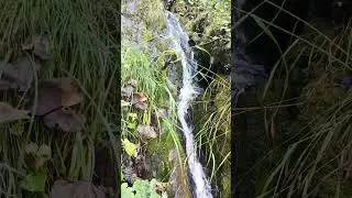 sharan forestll sharan jungle
