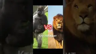 Горилла vs Лев кто сильнее? Реальное сравнение #chimpanzee #gorilla #мем #тренды #лев #veo3 #бой