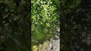 Checking a previously flooded area for a culvert pipe!