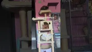 Dog thinks he&rsquo;s a cat lmao