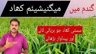 How to use Magnesium fertilizer in wheat crop | Abid Ali Agrarian