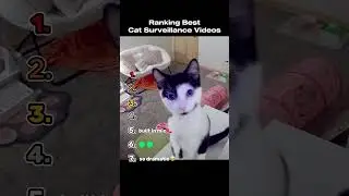 Ranking The Best Cat Surveillance Videos