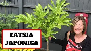 Fatsia Japonica // False Castor Oil Plant // Japanese Aralia