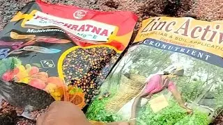Cucumber 🥒🥒🥒💯 panchratna zc bo hm mg result