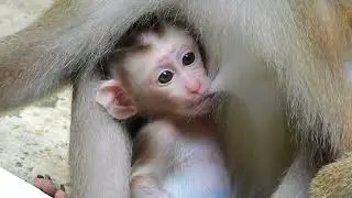 1 Pity new mum block baby milk, seem tired to wean most, then move to top