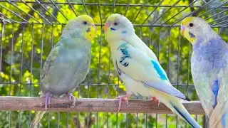 2025 of Happy Budgie Sounds to Cheer Up Your Sad Budgies 🌿🐦