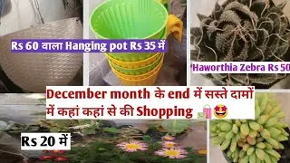 December month pots and plants Shopping/ plants name and price
