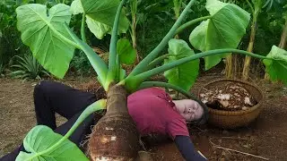 Harvesting 1000+ Wild Taro Root & Cooking Traditional Taro Cake | Rural Life