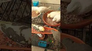 Munching Moments 😋🦜🐥💖 #cutealert #cockatielscraze #cockatiel