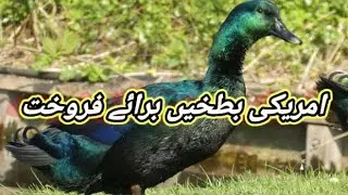 Cayuga Duck Available For Sale In Pakistan | Imported Duck |