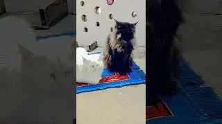 Cute & Silly: Safed aur Kaali Billi ki Mastiyan! ​Double Trouble: Meeting our Fluffy White&Black🐈&zwj;⬛🐈