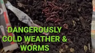 Worm Farm Problems | What The Extreme Cold Did To My Worm Farm
