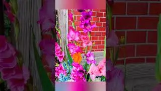癒やされる花園