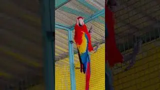 Scarlet Macaw 🦜One Of The Most Beautiful Parrots In The World 💓#shorts