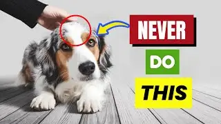 7 Things Dogs HATE More Than Being PICKED UP!