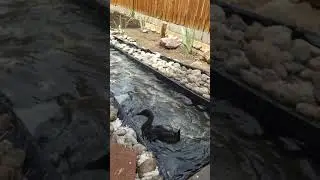 Dudley learns all about Swimmies