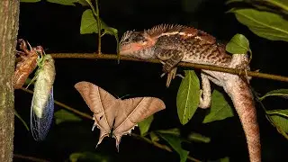 Thai Forest After Dark 2 - Nocturnal animals