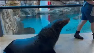 Шоу тюленей в Саншайн-Кост 🌊🦭/Морской лев