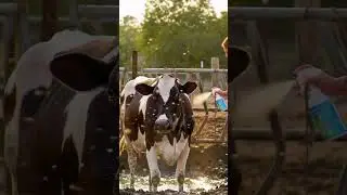 Cow Rescued from Fly Attack! 🐄✨ #music #love #cow #automobile