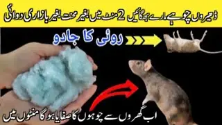 Don't miss this Secret Trick ! Get Rid Of Mouse 😱 | kitchenTips & Hacks | Quick Rat killer Trick