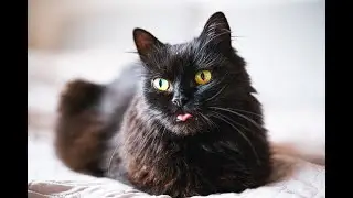 The Secret Behind This Blep 😼 No AI, No Music