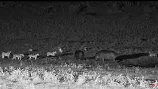 Lion Pride and hippos at Hwange Safari Lodge Live, Part 1 - Zimbabwe - africam.com