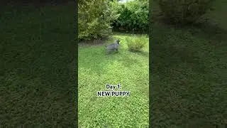 DAY 1: HOUR 1: NEW PUPPY 8/24/25