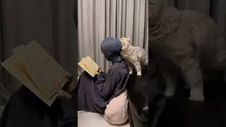 Muslim cat 😂 what happened this cat? #cat #cats #funny