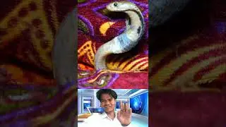 #youtubeshorts #snake #greenscreen #shorts #trending #viralvideo