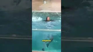 Este León Marino Salvó A La Mujer Del Agua 😲❤️