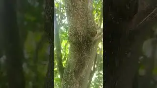Trinidad & Tobago Agronomist Michael Baboolal shows Psyllids on Citrus. (Citrus Greening Disease)